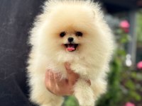 Pomeranian Boo 