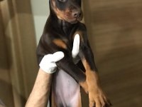DİŞİ AVRUPA DOBERMAN YAVRULARI