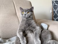 Ücretsiz British Shorthair Kedisi