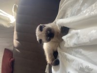 Scottish Fold Kedimiz