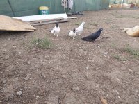 Toplu kelebek posta tip Güvercin
