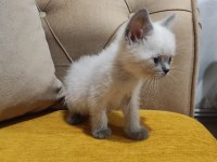 BRİTİSH SHORT HAİR MİNİKLER