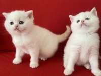 Dünya Güzeli 2 Prenses Kedimiz