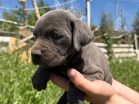 Blue cane corso yavrular ırk sağlık garantili
