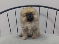 Pomeranian boo köpeklerimiz