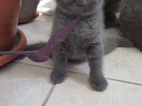Scottish Fold ve British Shorthair Yavrularımız