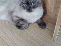 1.5 yaşında british shorthair ücretsiz sahiplendirilecek