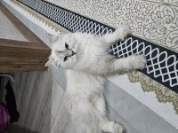 Bristish Longhair Bluepoint Pamuk