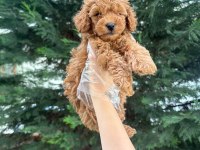 Tuvalet eğitimine uygun akıllı poodle yavrular