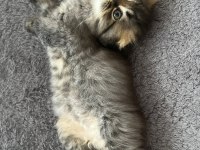 Tatlı yavrularımız scottish fold
