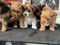 Show kalite tea cup morkie yavrularımız