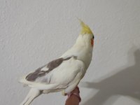 2 Aylık Yavru Sultan Papağanı Yeme Düşme
