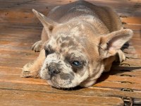 2 aylık üst kalite french bulldog bebekler