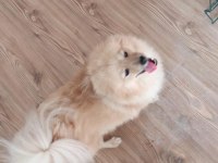 Pomeranian spitz yavrular