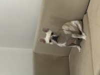 PLATİNUM FRANSIZ BULLDOG ERKEK EĞİTİMLİ