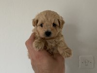 Red Maltipoo
