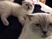 Minik scottish fold erkeğimize yeni yuva
