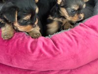 30 Mart Doğumlu Yorkshire Terrier Kızlar