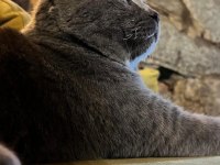 Scottish fold yavrular