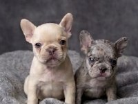 Exotic Micro French Bulldog Yavruları