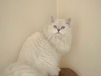 British longhair erkek yavrumuz