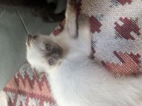 Scottish fold bebeklerimiz yuva arıyor