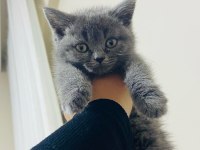Yavru British Shorthair