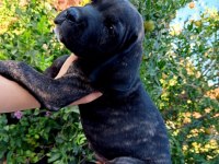 Cane corso yavrular ırk sağlık garantili