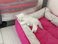 British longhair kedisi