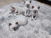 55 günlük siyam yavruları