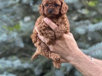 Toy Poodle Kore Bebekler Teslime Hazırlar