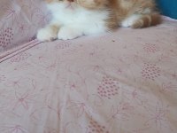 Saf kan exotic shorthair erkek yavru