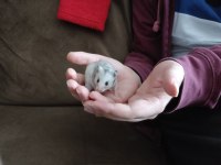 Çok Tatlı Minik Yavrucuk Hamsterler Suriye ve Gonzales