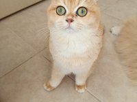 Leblebi tanesi kadar minik golden dişi kedim