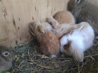 Lop Hollanda tavşanı