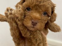 UYGUNA TOY POODLE BEBEKLER