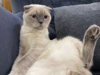 Çiftleştirme İlanı scottish fold