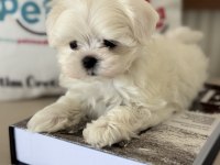 Petmode Köpek Çiftliğinden Kore Kan Maltese