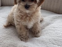 Maltipoo Safkan Yavrumuz