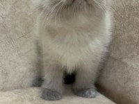 Safkan british shorthair AYI SURAT TOP KAFA bebiş