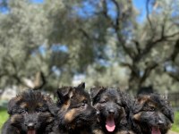 Showline K9 Alman Kurdu Yavrularımız