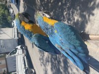 ÇİFT ARA MACAW