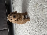 Toy poodle erkek yavrumuz