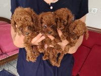 Kore kan teacup poodle yavrular