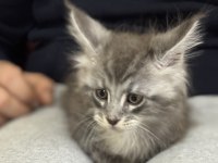 Ankaranın en seçkin sçr li maine coon yavruları