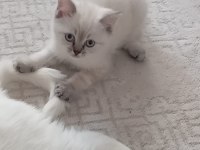 Kaliteli sağlıklı british shorthair yavrular