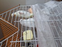 Sarı ve Beyaz İki Adet Albino Büyük Kafes İle Birlikte Kuşum