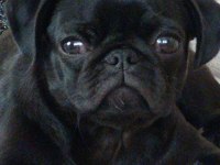 Black pug dişi