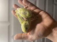 El besleme cennet sevda yavrular
