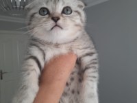 Scottish fold yavrular